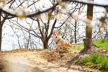 corgi, dog, pet, welsch Corgi, puppy, animal, domestic Dog, canine, mammal, cute, spring