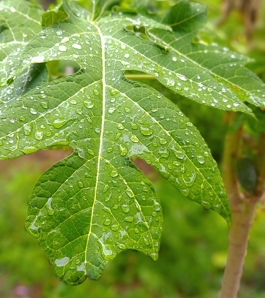 leaf, plant, water Drop, nature