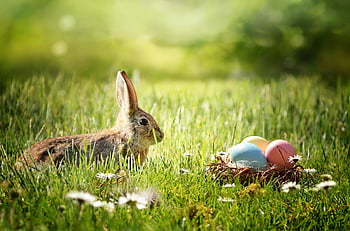 Ostern, Osterhase, Ostereier, Osterfest, Osterkarte, Frühling, Hase, Ostergruß, Osterthema, Kaninchen, Eier