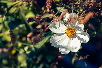 cosmos de jardin, aster mexicain, fleur blanche, cosmos bipinnatus, tomber, l'automne, Contexte, belle, fleur, botanique, fermer