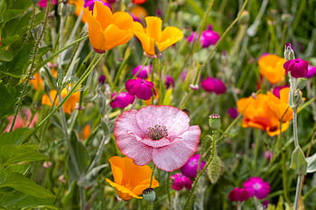 flowers, poppies, blooms, blossoms, leaves, flora, garden, nature, striped Poppy, rose Campion, orange Poppies