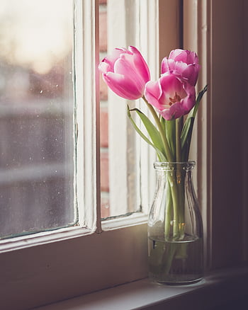 flower, vase, window, pink, tulips, background, still, decoration, floral, nature, romantic