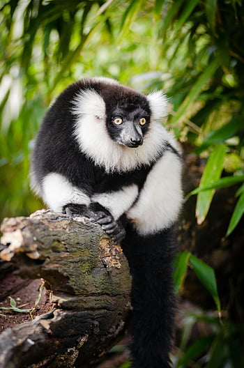 lemur hitam dan putih, batang pohon, habitat alami, Hewan yang dilapisi panjang, hitam dan putih, lemur kasar, margasatwa, hutan, fotografi binatang, pukang, alam