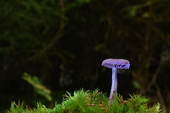 jamur, jamur cakram, lumut, jatuh, jamur ungu, ilmu jamur, hutan, alam
