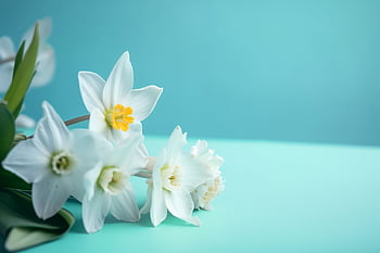 spring, flowers, pastel, blue, white, background, fresh, bloom, blossom, garden, pretty