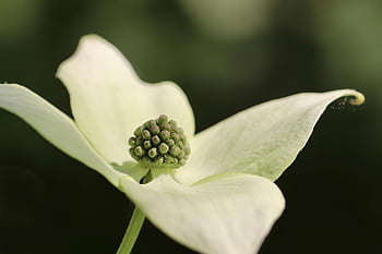 dogwood, cornus Florida, blossom, bloom, petals, white Flower, pistils, shrub, bush, close Up, nature