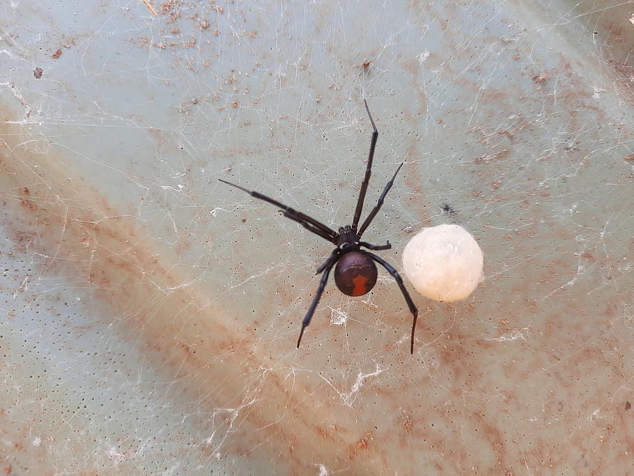 spider, arachnid, arthropod, nature, dangerous