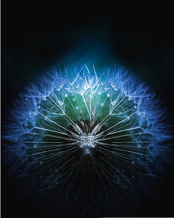dandelion, plant, seeds, flower, nature, flower Background, spring, summer, wind, gentle, green