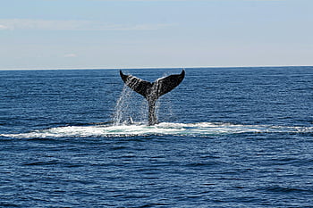 whale's tail, ocean waters, clear sky, majestic view, whale tail, splashing, marine life, wildlife photography, ocean scenery, nature photography, aquatic animals