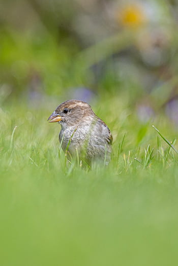 fågel, gräs, näbb, fjädrar, fjäderdräkt, ave, avian, ornitologi, djurvärlden, natur, djur-
