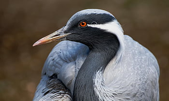 bird, heron, head, feathers, eye, beak, ornithology, species, nature, fauna, avian