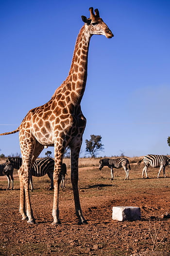 giraffe, tall, zebra, wildlife, safari, savannah, africa, animal