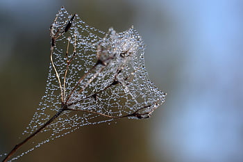 plant Stem, dried Up, cobwebs, dew, waterdrop