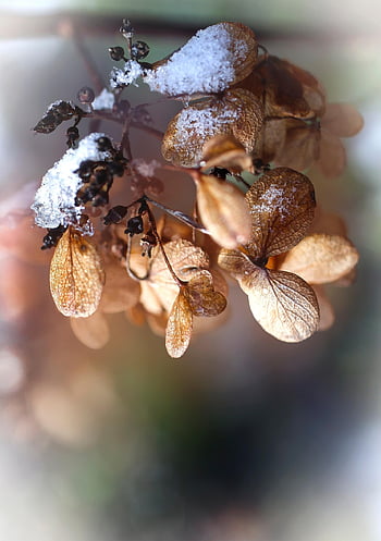 blomster, petals, snø, tørkede blomster, visnet, visne blomster, snowy, vinter, vinterlig, iset, frost