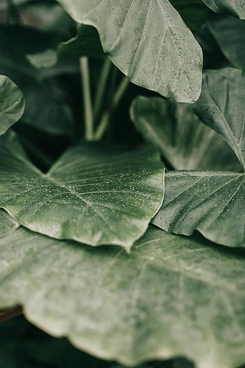 close-up foto, weelderige groene bladeren, dauwdruppels, Verse natuurlijke groei, groen gebladerte, blad textuur, natuurfotografie, plant bladeren, ochtenddauw, natuurlijke schoonheid, Bladdetails