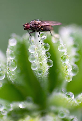 hmyz, létat, entomologie, makro, Příroda, list, kapky, dewdrop