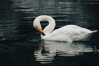 bird, swan, ornithology, species, fauna, avian, animal, white Swan, water Bird, aquatic Bird, beak