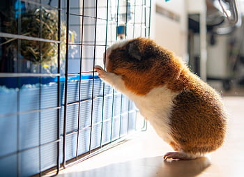 guinea Pig, pet, animal, cavy, cavia, furry, small, mammal, fluffy, nature, little