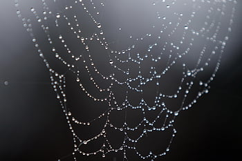 spider Web, water Droplets, drops, droplets, waterdrop, moisture, web, dewdrop, lined Up, dew Droplets