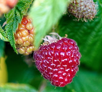 fruct, zmeură, organic, dulce, boabă, alimente, sănătos