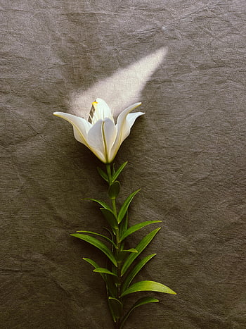 single white flower, white lily, sunlight, textured background, striking shadows, floral photography, nature photography, white bloom, green stem, natural light, minimalist composition