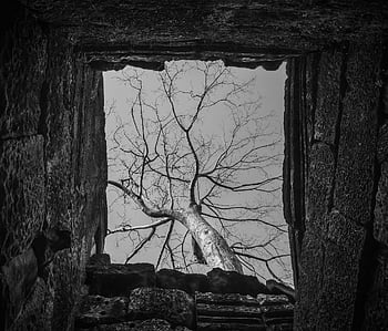 cambodia, angkor, tourism, asia, temple, historically, ancient, stone, old, antique, ta Prohm