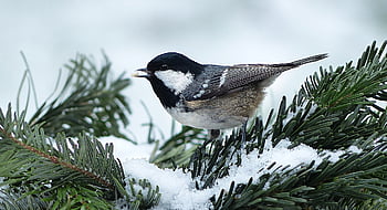 animal, pájaro, carbonero, periparus ater, pájaro cantor, pequeña, naturaleza, forrajeo, invierno, nieve, jardín