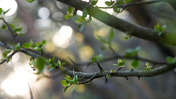 Baum, Ast, Natur, Knospe, Hintergrund, frisch, natürlich, Jahreszeit, Frühling, Frische, Schönheit