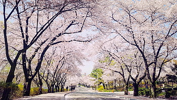 south Korea, daegu, cherry Blossoms, road, avenue, landscape, nature, spring