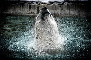 ice Bear, polar Bear, lazy Bear, nature, polar, animal, bear, cold