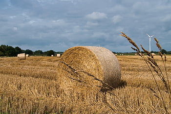 짚 bales, 일주, 건초, 농업, 건초 bales, 들, 수확, 시골의, 여름, 역할, 곤포
