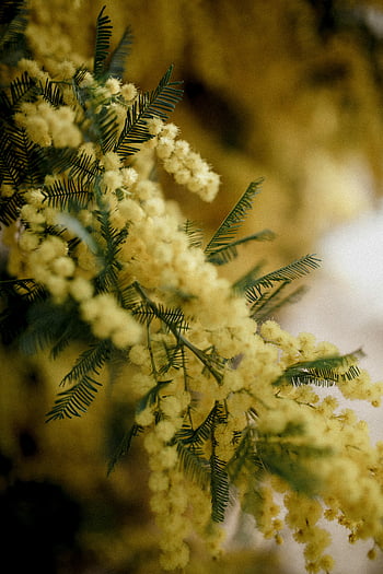Kvetoucí květiny, citlivá rostlina, Závalná žlutá mimosa, detail, měkké zaostření, rozmazané pozadí, mimózy květiny, žluté květy, fotografování rostlin, fotografování přírody, květinové fotografie
