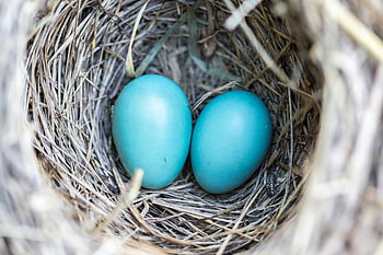 blue eggs, bird nest, new life, spring, vibrant blue, selective focus, nature photography, wildlife, eggs in nest, bird eggs, natural setting