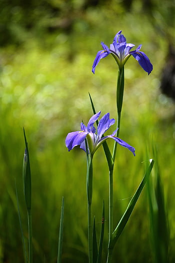 duhovka, Květiny z bažin, louisiana iris, fialové květy, Příroda