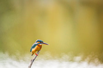 kingfisher, bird, perched, animal, feathers, plumage, beak, bill, bird Watching, ornithology, animal World