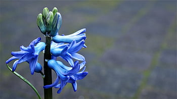 hyacinth, bulbous Plant, blue Flower, flowers, spring, nature, spring Flowers, seasonal, flower Wallpaper, voorjaarsbloem, merry