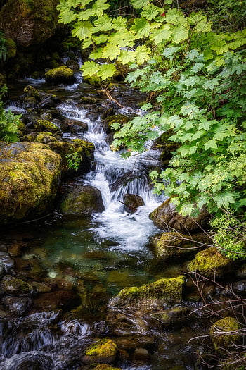 fiume, ruscello, rocce, foresta, foresta pluviale, acqua, Nord Ovest, Washington, Stati Uniti d'America, panoramico, natura