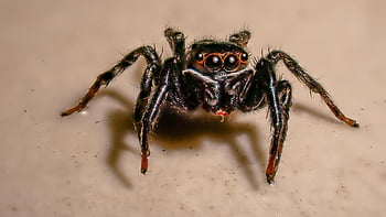 spider, jumping Spider, poisonous, arachnid, small, hairy, phobia, eye, tarantula, animal, insect
