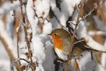 bird, robin, ornithology, nature, species, fauna, avian, animal, beak, wildlife, winter