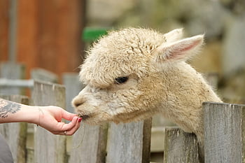 alpaca, hvid, natur, hoved, hånd, foder, dyr, nuttet, Tiergarten