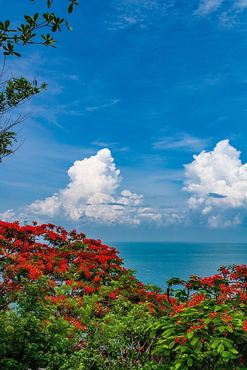 blue Sky, towering Cumulus Clouds Observed, sea, red Flowers, tropical, asia, nature, vietnam