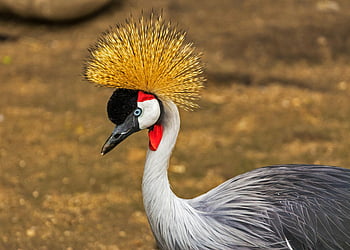 Grey Crowned Crane, close-up, elegant plumage, striking crest, wild, grey and white bird, bird photography, nature, wildlife, animal, crane