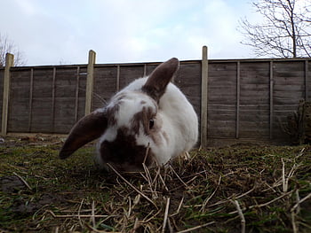 white Rabbit, white Rabbit With Black Ears, black Ears And Black Nose, bunny, cute Bunny, domestic Rabbit, cute Rabbit, fur, rodent, rabbit, pet