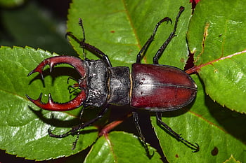 stag Beetle, insect, leaves, beetle, bug, plant, nature, macro, closeup