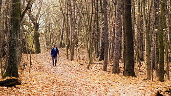 die Person, Mann, Natur, Stöcke, gehen, Wald, Landschaft, der Herbst, Bäume, Blätter, Rost