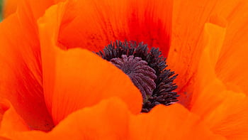 mák, květinové pozadí, květ, krásné květiny, červený mák, pestík, makový květ, květinové tapety, klatschmohn, rostlina, flóra