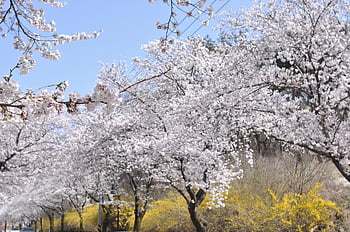 cherry Blossom, flower Background, flower, spring, tree, nature, flower Wallpaper, season, beautiful Flowers, flowering, plant
