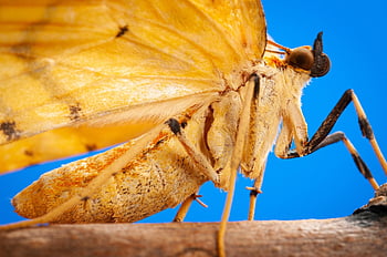 gandaritis Fixseni, geometridae, moth, insects, bugs, macro, macrophotography, inchworms