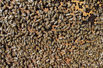 european Honey Bees, bees, insects, beehive, honeycomb, apiary, beekeeping, nature, closeup, animals, wallis