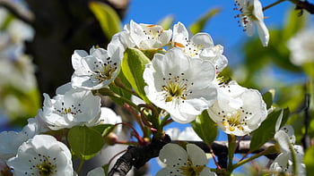 apple Tree, flower, branch, spring, white Flowers, apple Blossom, beautiful Flowers, flower Background, apple Flowers, bloom, blossom